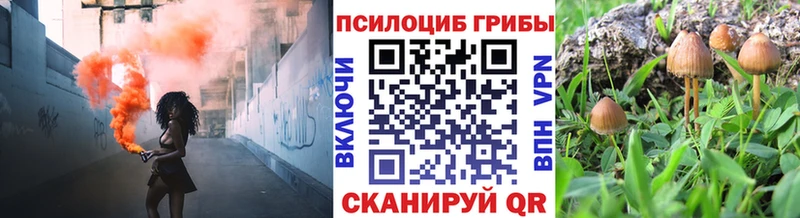 Псилоцибиновые грибы мицелий  нарко площадка какой сайт  Черняховск 